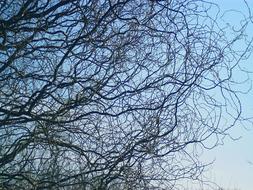 Branch Trees blue sky