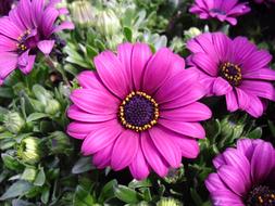 Margaret Anemone pink