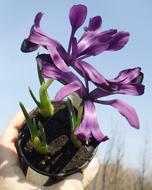irises, potted flowers in hand