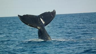 Beautiful dark Humpback Tail in the water