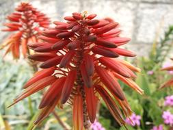 unusually beautiful Flower Red Macro