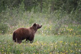 Grizzly Bear grass and yellow flowers