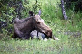 wild Moose in Alaska