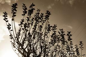 Tree Branches Sepia photo