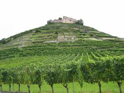 Vineyards Ruin Castle green