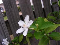 White Flowers at wooden fence