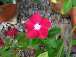 goodly Pink Flower Vinca