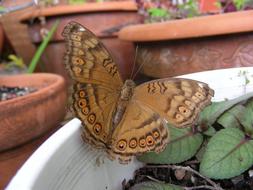 Butterfly brown Australian