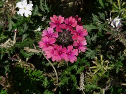 circle of pink flowers in the meadow