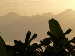 Banana Trees Leaves at sunlight