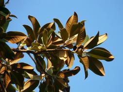 Magnolia, branch of tree, bottom view