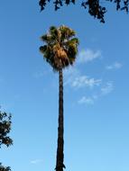 tall palm tree against a clear blue sky