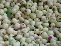 White Olive Stand