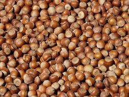 Close-up of the beautiful, shiny, brown hazelnuts in light