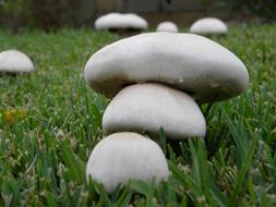 Mushrooms Fungus green grass