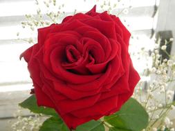 red Rose and tiny white flowers, bouquet