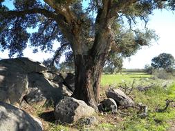 tree among stones in a meadow near a wetland