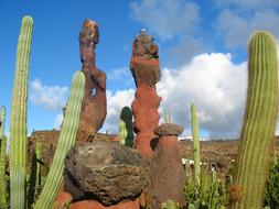 Lanzarote Cactus Garden in Spain