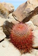 Colorful and beautiful California Barrel Cactus on the rocks in the Joshua Tree National Park in California, USA