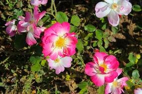 Hot Pink Wild Rose Bush