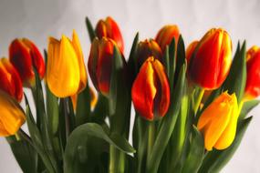 bouquet of red and yellow tulips near the wall
