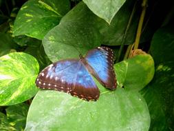 Blue Butterfly on Green leaves