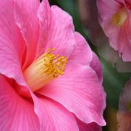 Pink Camelia Flower macro photo