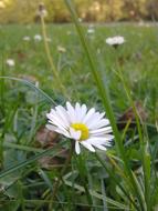 incredibly beautiful Daisy Flower