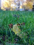 Colorful and beautiful, wet leaves in the green grass, on the meadow