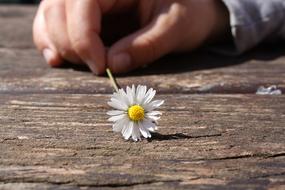 white daisy in a child's hand