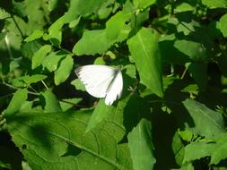 Butterfly on green Leaves in garden