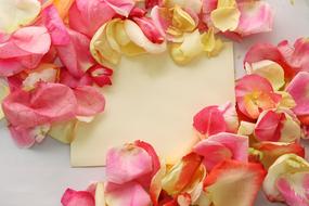 note, rose petals