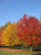 autumn Tree Colors