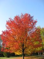 Fall Leaves Golden trees at park