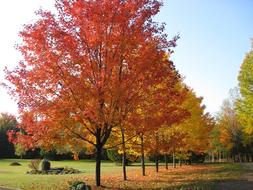 Beautiful and colorful landscape of the lane with plants in the fall