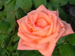 ravishing Rose Garden