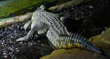 big crocodile, rear view
