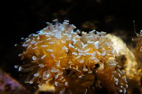 Close-up of the colorful anemone underwater, at dark background