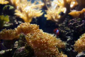Anemone Underwater Diving