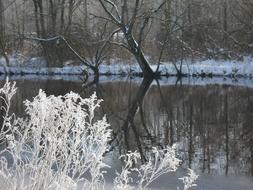 Beautiful landscape of the river with reflections, among the plants in snow, in the winter