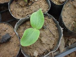 Organic Seedlings at garden