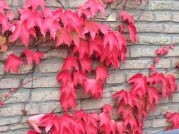 bright pink vine on the wall close-up