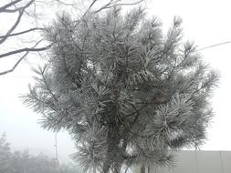 pine in the fog in winter