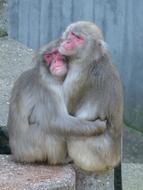 pair of two macaques with red snouts