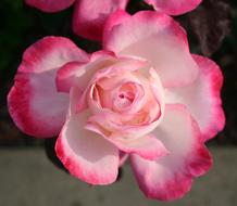 extraordinarily beautiful Rose Pink Petal