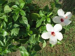 hibiscus, potted plant with white flowers