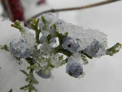 Cold Berry at Winter