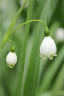 Linglan Green White flowers