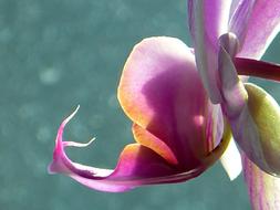 ravishing Orchid Butterfly
