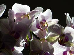 pink white Orchid Butterfly
